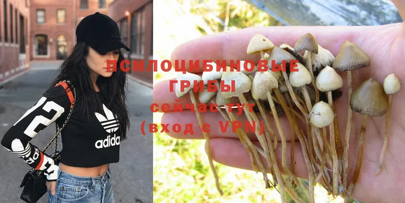 Псилоцибиновые грибы Psilocybine cubensis  Александров 