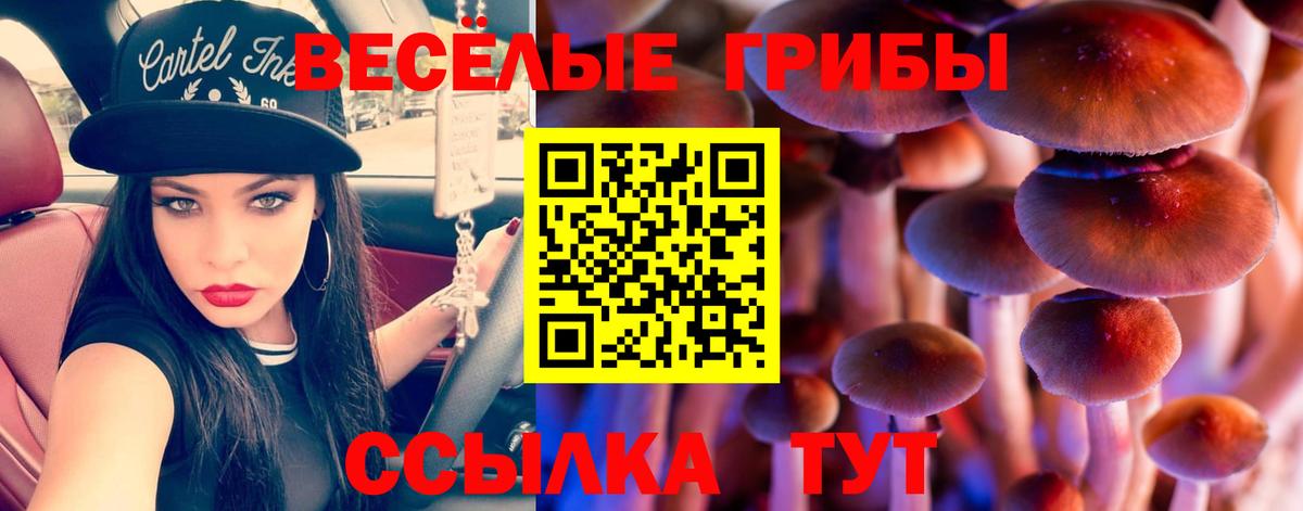 где купить наркоту  Псилоцибиновые грибы мухоморы  Вход с VPN  Александров 